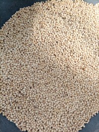Soy Beans