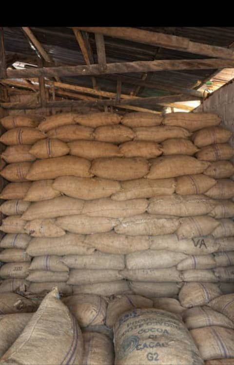 Cocoa Beans
