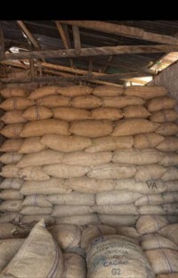 Cocoa Beans
