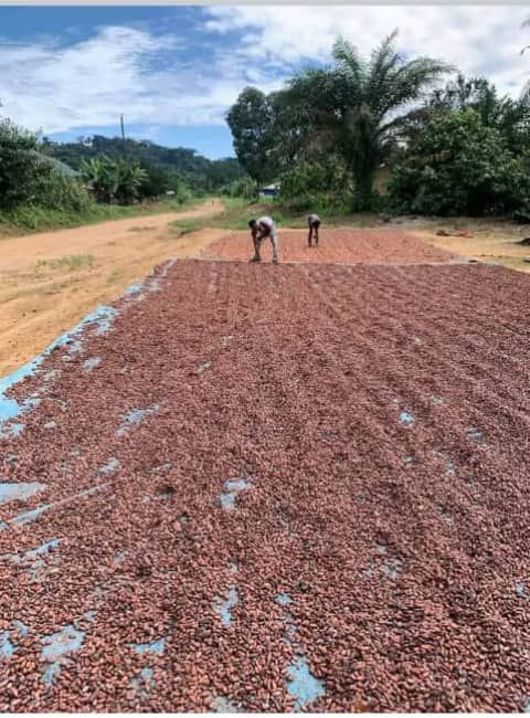 Cocoa Beans