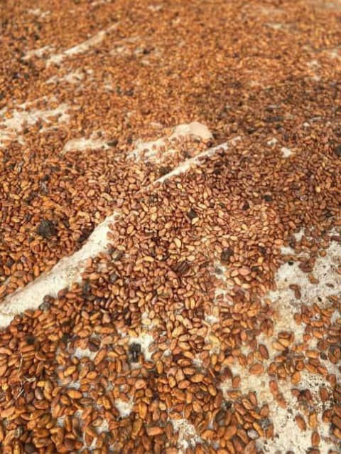Cocoa Beans