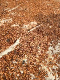 Cocoa Beans