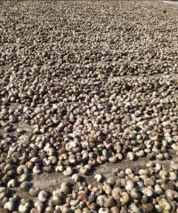 Cashew nuts