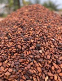 Cocoa Beans