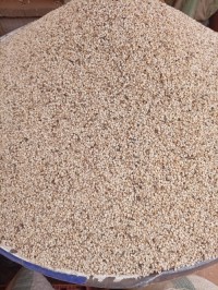 Sesame Seeds
